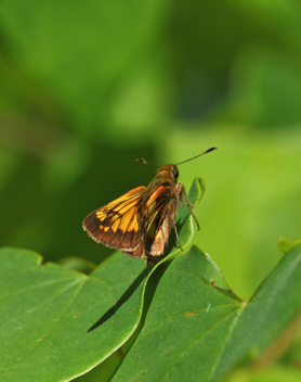 Hobomok Skipper